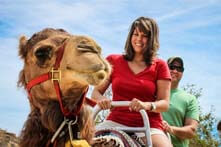 Excursión de safari en camello desde Los Cabos