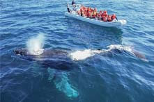 Excursión de avistamiento de ballenas jorobadas en Cabo San Lucas