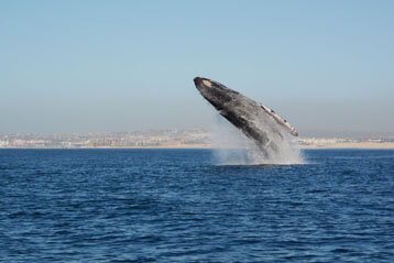 Humpback whale watching in Cabo San Lucas